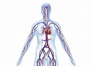 Resultado de imÃ¡genes de Foto del Sistema circulatorio