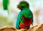 Quetzal, el ave sagrada de plumas preciosas y vÃ­nculo de divinidad - MÃ¡s  MÃ©xico