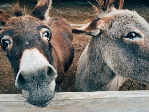 Fotos de stock gratuitas de animales, asno, Burro