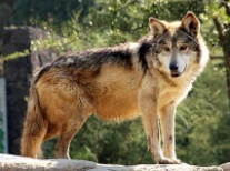 HabrÃ¡ aullido del lobo gris mexicano para largo