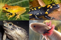 Invita Chiapas a participar en Semana Internacional de Anfibios ~ Mira tu  MÃ©xico