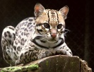 Ocelote: caracterÃ­sticas, comportamiento y hÃ¡bitat - My Animals