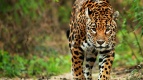 En MÃ©xico hay 4,800 ejemplares de jaguar en vida silvestre, su poblaciÃ³n ha  aumentado 20% en ocho aÃ±os