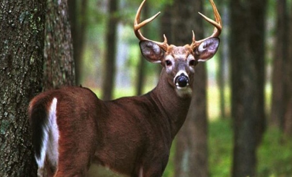 Venado cola blanca, patrimonio biolÃ³gico de la biodiversidad de MÃ©xico