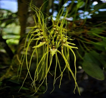 OrquÃ­deas, La AmazonÃ­a, Forestales, Flores, Naturaleza