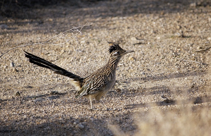 Roadrunner Ave Chaparral Cuco - Foto gratis en Pixabay