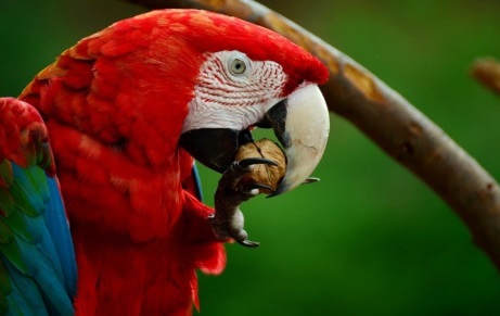 Ara, Loro, Guacamaya Roja, Aves, Colorido, Plumaje
