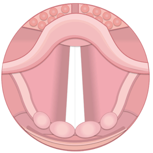 Ciencia Vocal | Vocal Coaching