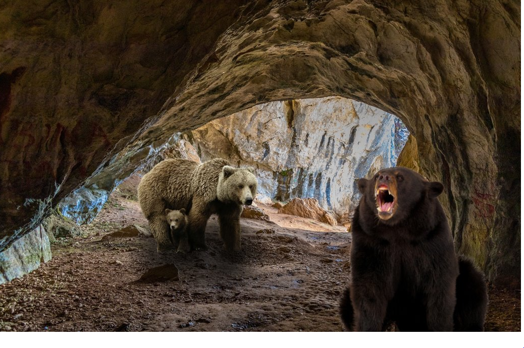  Cómo es la cueva de un oso?
