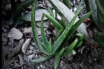 Resultado de imagen de huacal con plantas de sabila