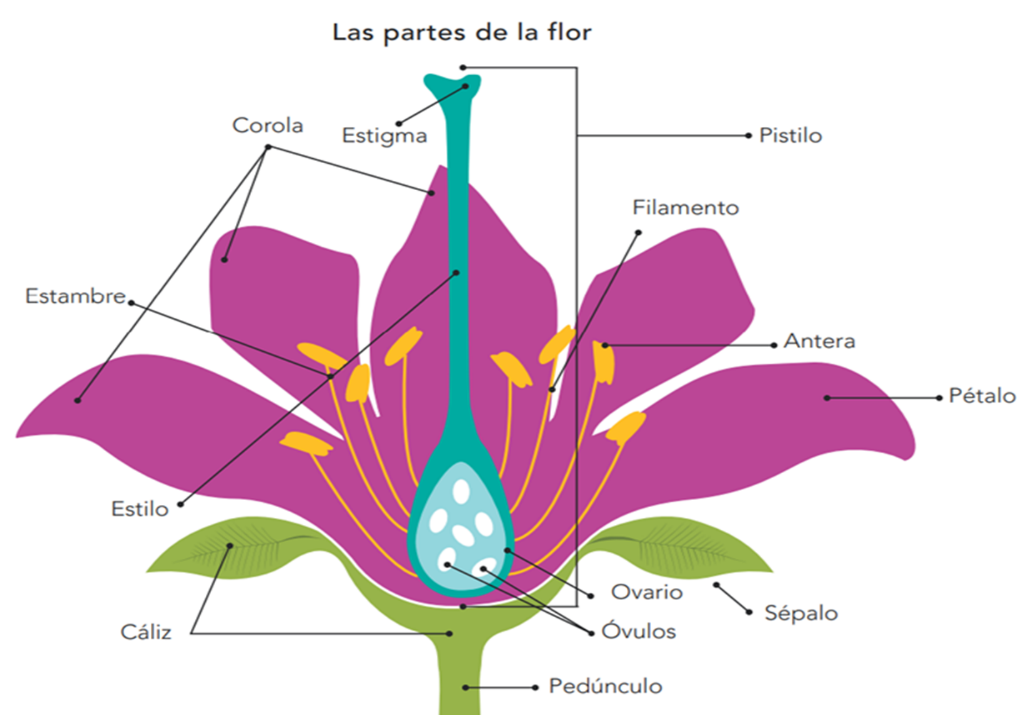 La reproducción sexual en las plantas - Nueva Escuela Mexicana