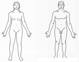 Dibujo De La Figura Humana De Mujer Y De Hombre | COLOREAR DIBUJOS VARIOS |  Dibujo De La Figura Humana De Mujer Y De Hombre | dibujosa.com
