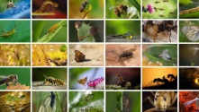 Insectos: los seres que mueven el mundo, en peligro | MÃ©xico Ambiental