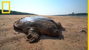 Ponen en libertad a una rara tortuga de Cantor | National Geographic en  EspaÃ±ol - YouTube