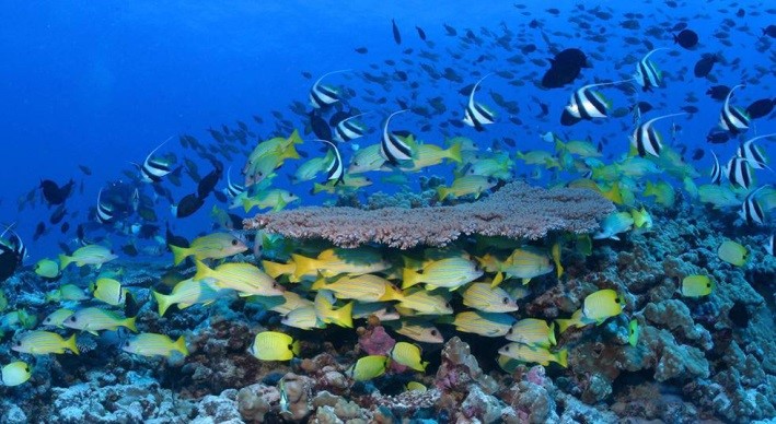 areas protegidas en el mundo parque nacional marino de hawaii