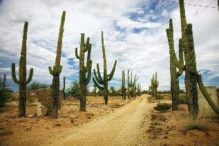 Desierto, Catus, Cactus, Dirt Road, Arizona, Paisaje