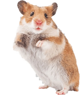 RatÃ³n de hÃ¡mster bolsillo mascota roedor, ratÃ³n, mamÃ­fero, animales, mascota png