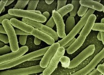Koli Bacterias, Escherichia Coli, Bacterias, Enfermedad