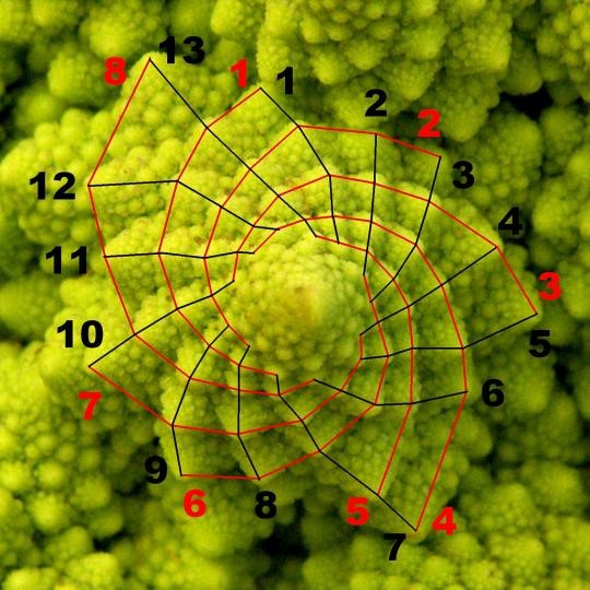Fibonacci y la sucesiÃ³n del arte mÃ¡s la naturaleza