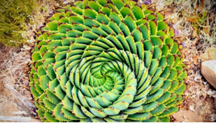 QuÃ© es la sucesiÃ³n de Fibonacci? Todo sobre la fÃ³rmula de la naturaleza