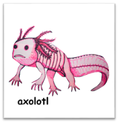 C:\Users\SAVI\Downloads\Axolotl.png