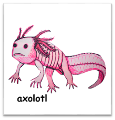 C:\Users\SAVI\Downloads\Axolotl.png