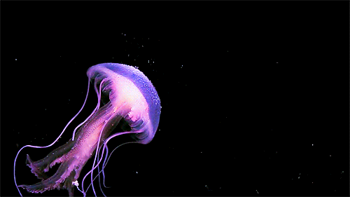 Por que son venenosas las medusas? â€“ La Verdad