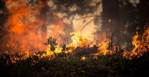 Incendio Forestal, Incendios Forestales, Blaze, Humo