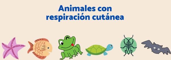 Animales con respiración cutánea